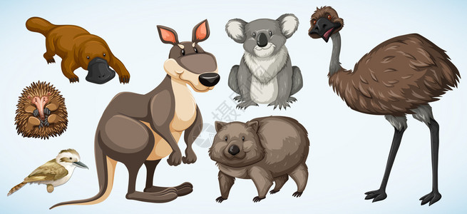 澳大利亚境内不同类型的野生动物说明澳图片