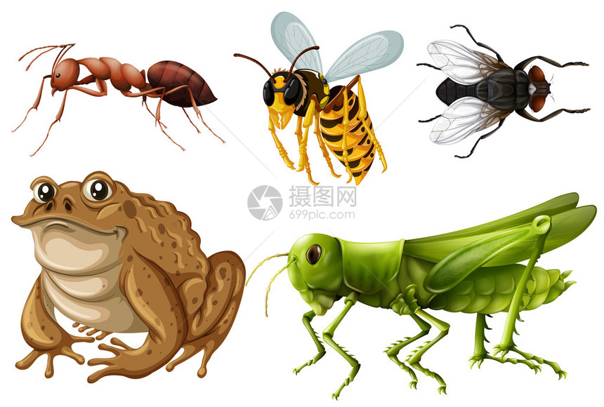 不同种类的昆虫插图集图片