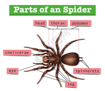 螯显示蜘蛛插图部分的图表插画