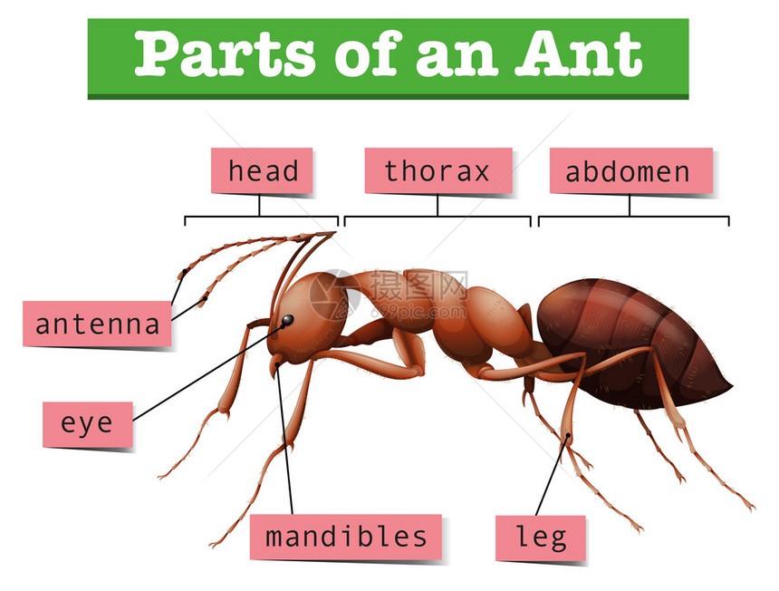 显示部分蚂蚁插图的表图片