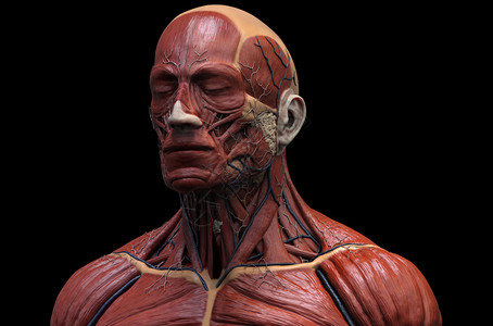 人体解剖学面部颈和胸部肌肉解剖学图片