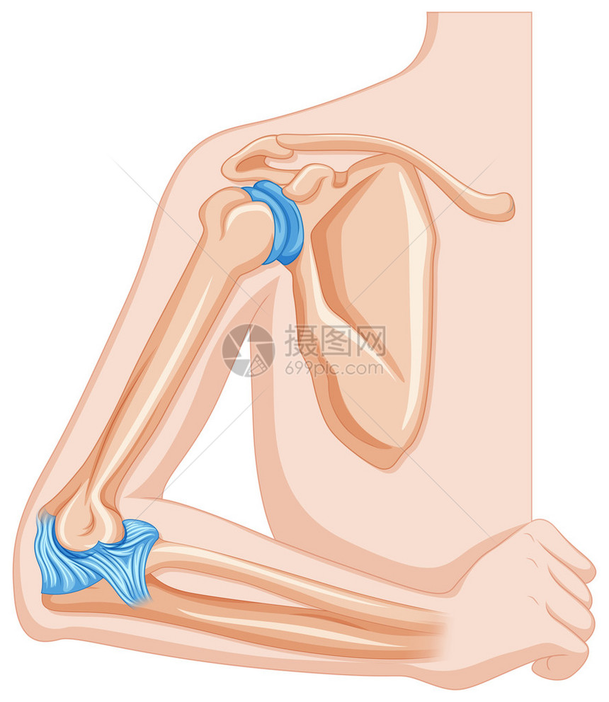 人体插图中的肘关节图片