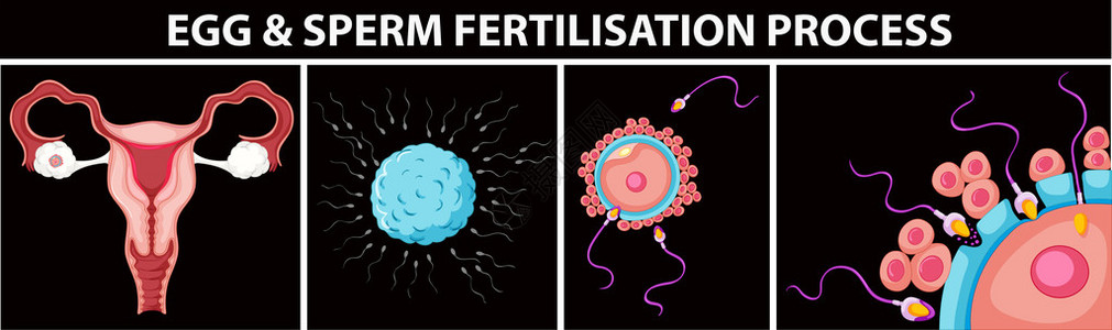 卵子和精子受精过程图解图片