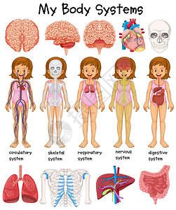 人体系统图说明图片