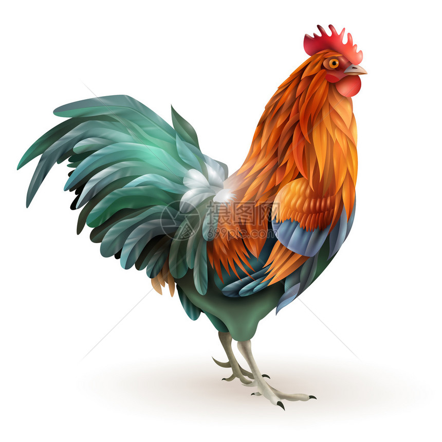 古典童话故事公鸡与红绿色羽流的雄鸟即将到来的一年zodiac标志侧视图图片