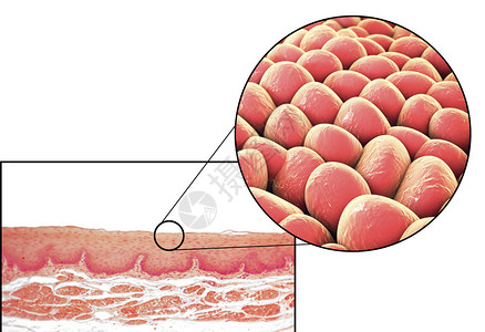 人体细胞光显微照片和3D插图显微照片显示食管非角化设计图片