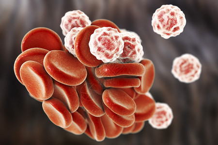 血细胞红细胞红细胞和白细胞白细胞背景图片