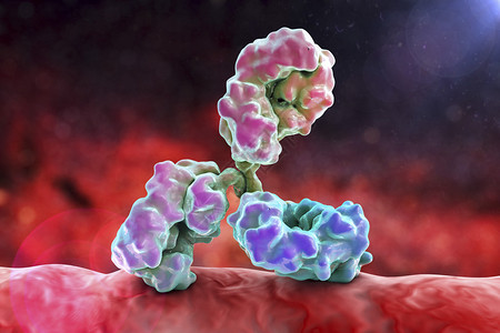 抗体攻击细菌免疫球蛋白和细菌图片