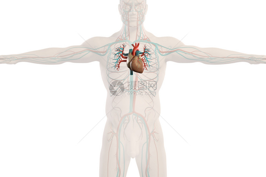 人类对循环系统进行解剖X射线透视图片