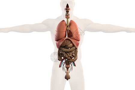 人类肠胃解剖X光透视图片