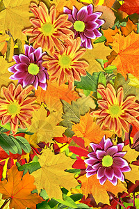秋叶的抽象背景花朵菊花Chrysant图片
