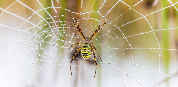 黄蜂蜘蛛Argiope蜘蛛网图片