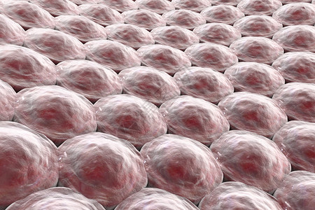 细胞层人类皮肤细胞或上皮细胞图片