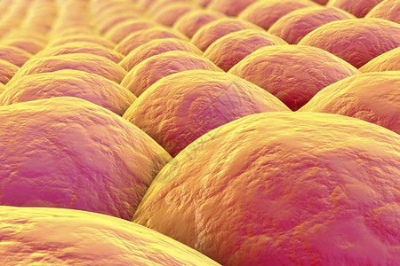 细胞层人类皮肤细胞或上皮细胞背景图片