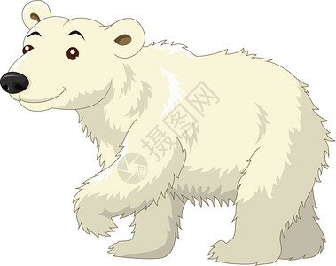 白色北极熊卡通的矢量图解图片