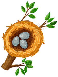 鸟巢插图中的三个鸡蛋图片