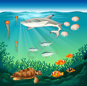 在海里游泳的海洋动物插画图片