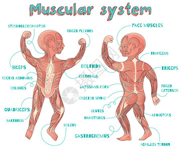 大菱肌儿童人类肌肉系统插画