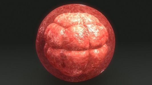 人体鸡蛋细胞分部图片