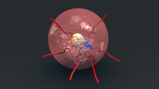 内胚层内代3d插图中输入的内含水设计图片
