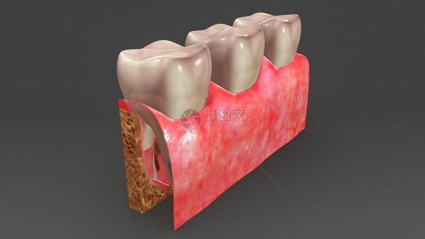 人类牙齿解剖3d插图图片