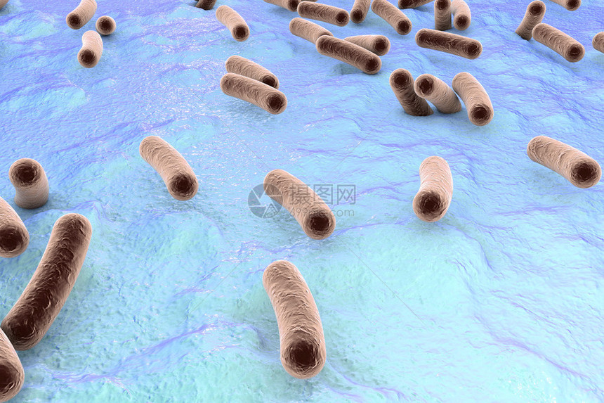 皮肤表面的细菌粘膜或肠道Esherichia大肠SalmonellaMycobactium结核病模型模拟电子显微图片