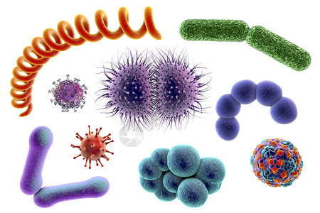 在下分离的微生物图片