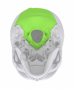 人体头骨解剖学图片