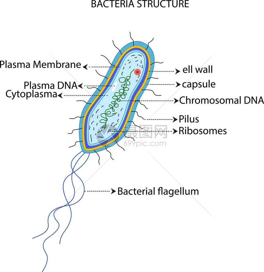 细菌胞结构图解图片