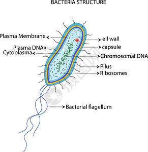 细菌胞结构图解图片