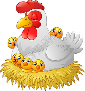 可爱的卡通母鸡与坐在巢中的鸡矢量插图图片