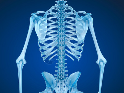 人体骨骼胸前视医学精图片