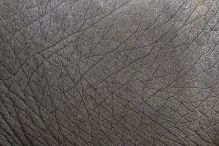 大象皮肤纹理抽象背景特写图片