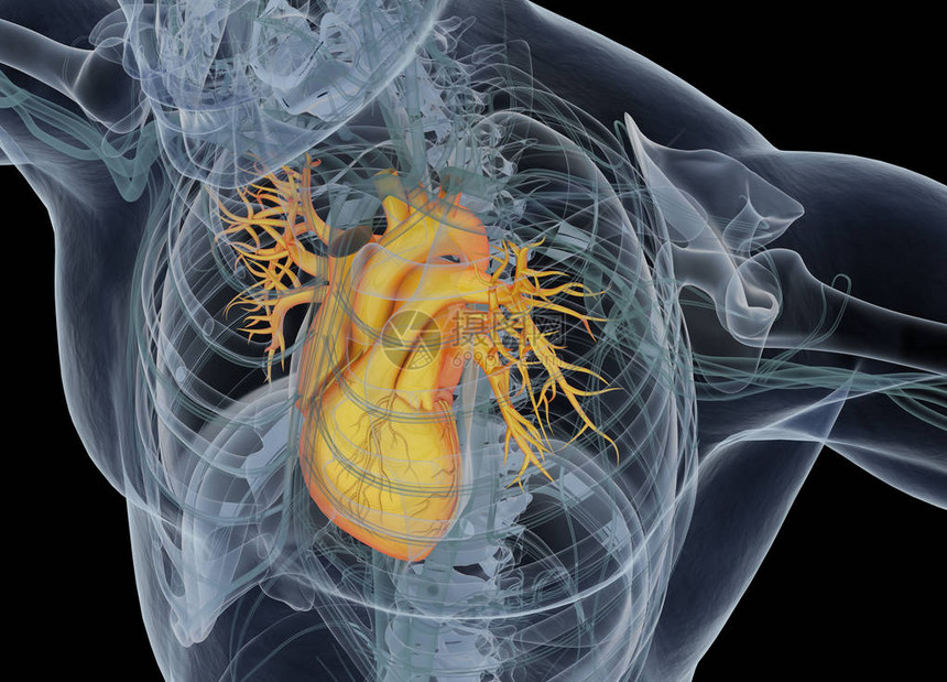 人类心脏解剖模图片