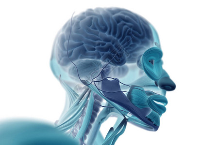 人脑脉冲系统3D插图图片