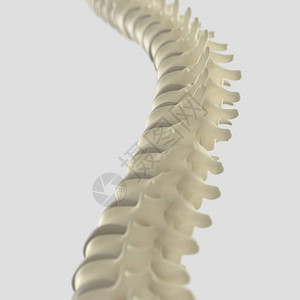 美式整脊人类脊椎模型设计图片