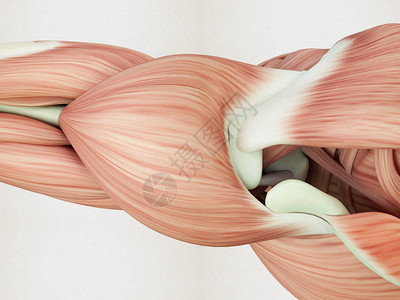 人体肌肉解剖模型闭图片