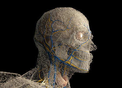 人体解剖头3D插图图片
