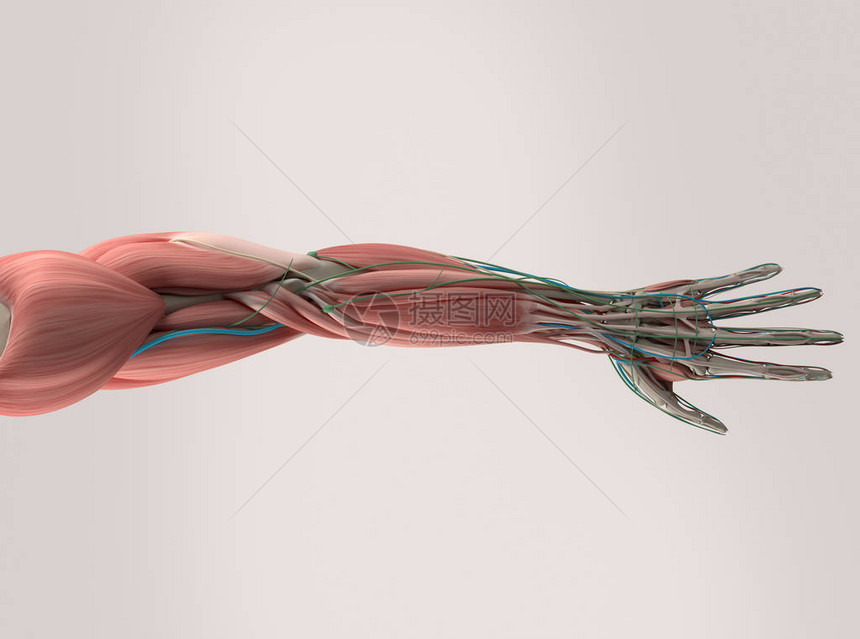 人体手臂解剖模图片