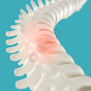 人类脊椎模型背景图片