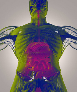 东阿格德消化系统解剖模型3d插图设计图片
