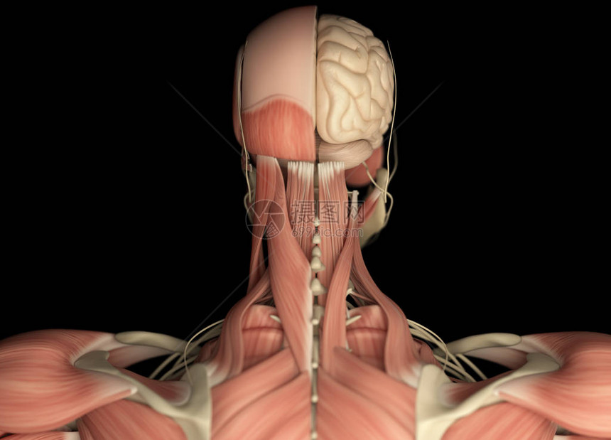 人类头部解剖背面视图片