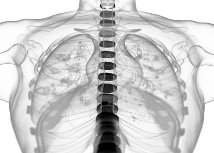 人体脊柱椎间盘解剖模型3d插图图片