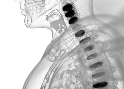 鼓胀人体脊柱椎间盘解剖模型3d插图设计图片