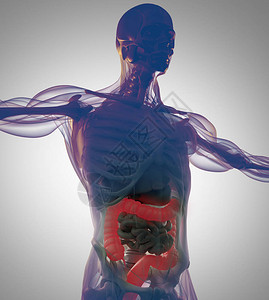 人类结肠解剖模图片