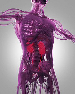 人体肾脏解剖模图片