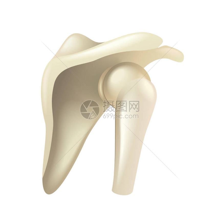 白色矢量图上孤立的肩关节图片