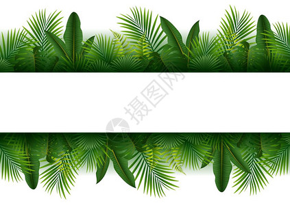 具有热带森林背景的空白标志矢量插图以热带森图片