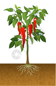 辣椒植物的矢量图解图片
