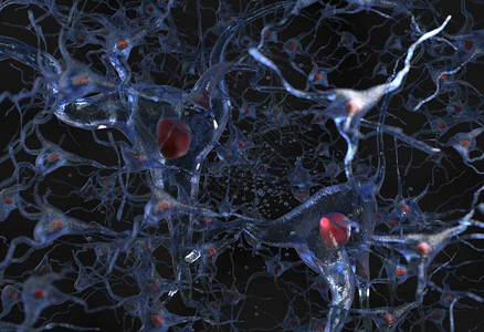 显示人类神经细胞网在图片